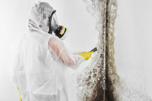 Best Local Mold Removal Service  in Wright, WY