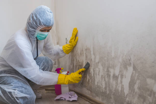 Best Certified Mold Removal  in Wright, WY