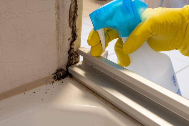Best Same-Day Mold Removal  in Wright, WY