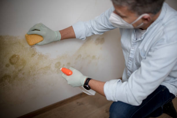 Mold Removal Process in Wright, WY