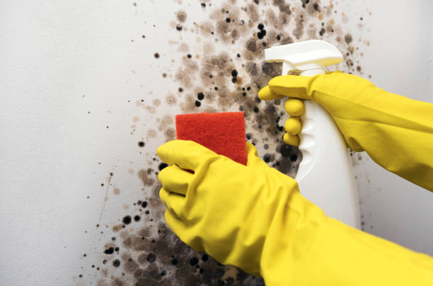 Best Black Mold Removal  in Wright, WY