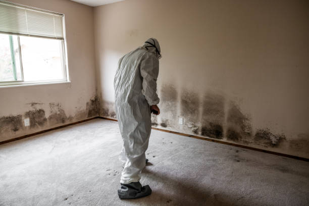 Best Home Mold Removal  in Wright, WY