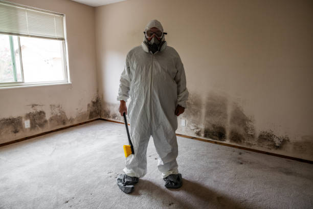 Best Mold Remediation  in Wright, WY