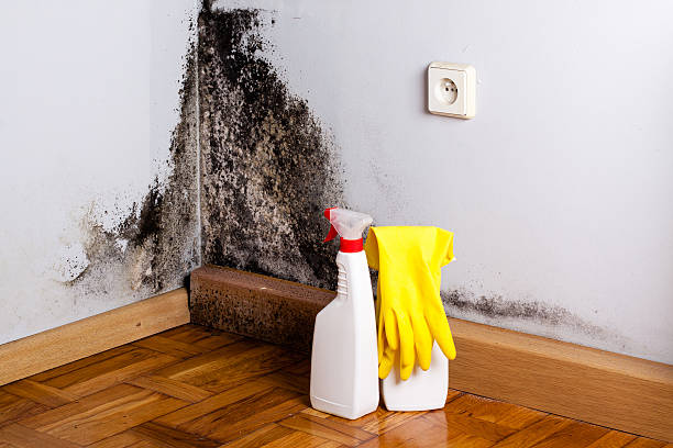 Best Commercial Mold Removal  in Wright, WY