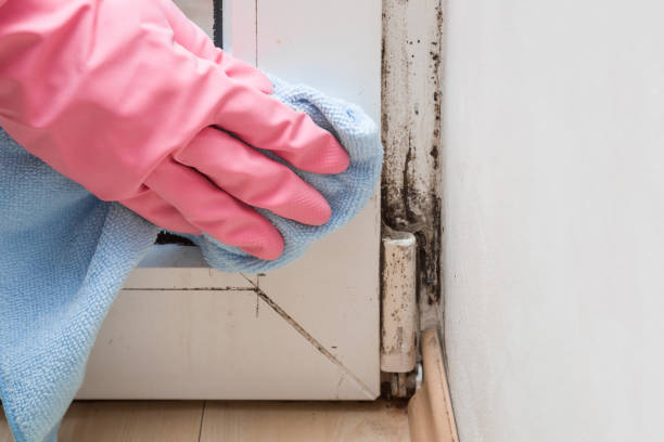 Best Office Mold Removal Services  in Wright, WY