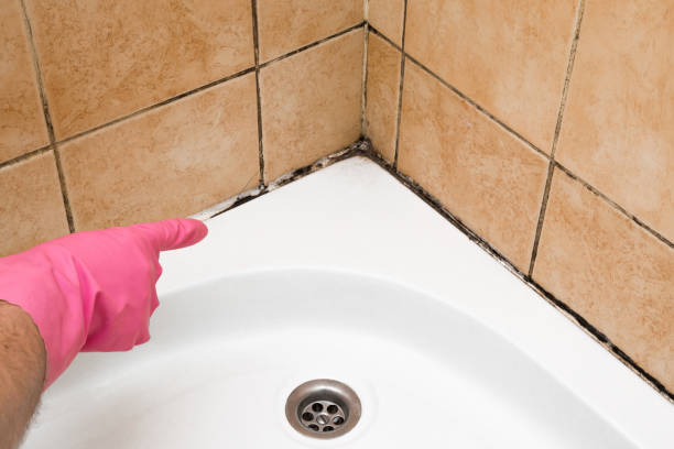 Best Toxic Mold Removal  in Wright, WY